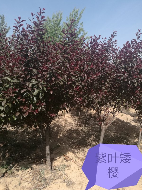 呼市苗木—紫葉矮櫻