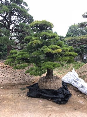 油松的盆景是如何栽培管理技術？