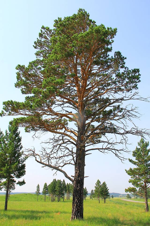 樟子松的種植前景怎么樣？