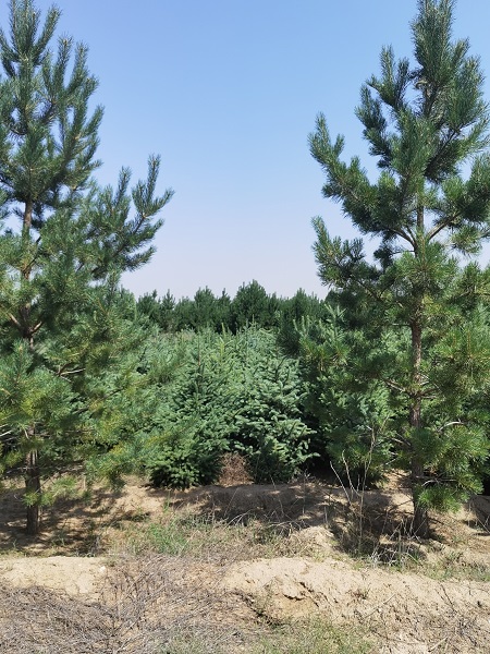 呼市5米樟子松