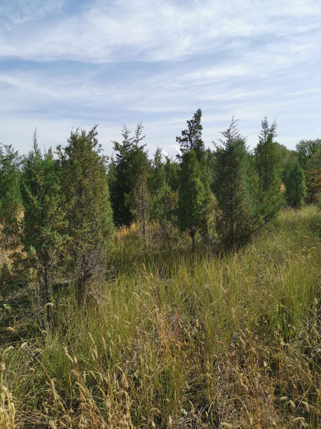 種植苗木前可以使用哪些方法進(jìn)行土壤消毒？