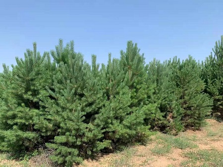 如何才能使造型油松盡早的開花呢？